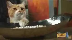 猫猫玄学阵容(猫之城t0阵容)插图19