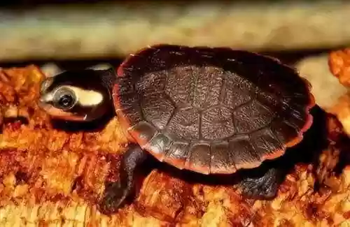 泥沙龟阵容(土蜘蛛猛火阵容)插图1
