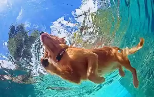 水上犬阵容(中型犬一天喝多少水)