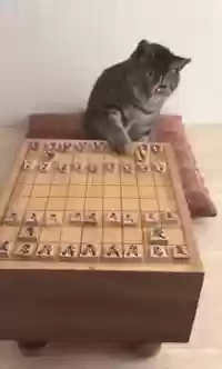 猫咪下棋阵容(动物自走棋阵容推荐)