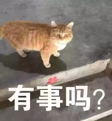 猫猫玄学阵容(猫之城t0阵容)插图24