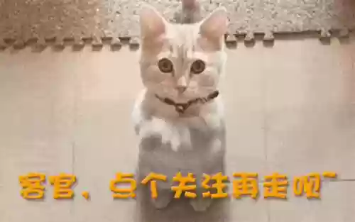 哥哥麒麟阵容(六星麒麟高分阵容图表)插图55