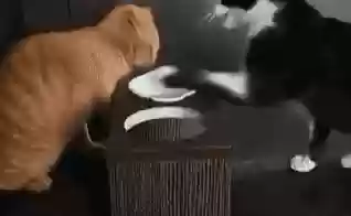 猫猫玄学阵容(猫之城t0阵容)插图6