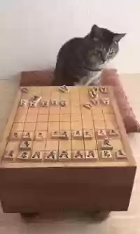 猫咪下棋阵容(动物自走棋阵容推荐)插图1