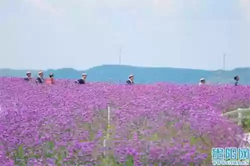 云顶花海阵容(云顶最新阵容搭配全部图)