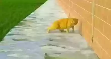 猫猫玄学阵容(猫之城t0阵容)插图27