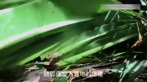 42刺鼠阵容(424阵型的克星)插图2