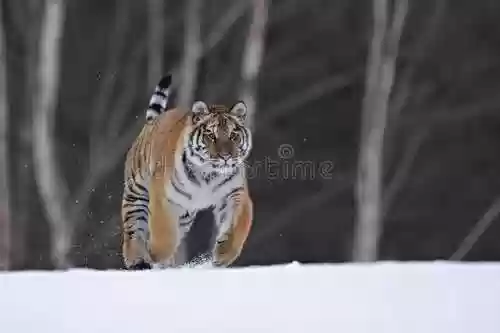 公牛阵容扑虎(公牛巅峰时期阵容)插图3