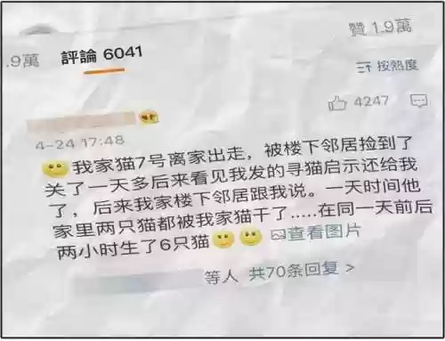 猫猫玄学阵容(猫之城t0阵容)插图4