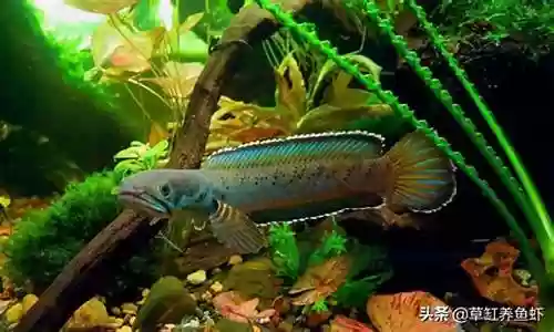 雷龙需要搭配什么阵容好