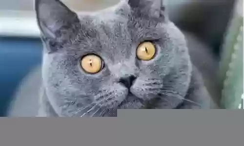 猫和猫的阵容搭配