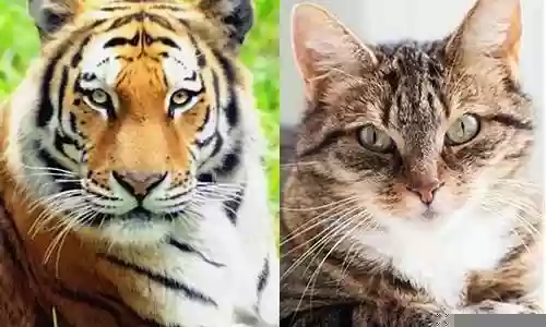 猫和老虎搭配什么阵容