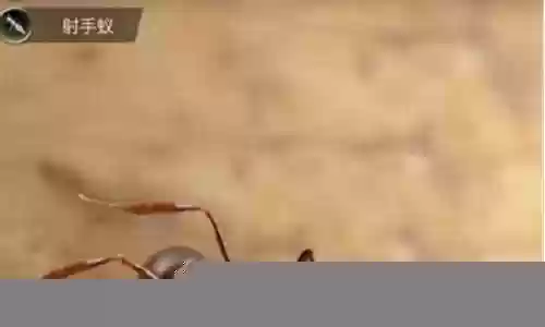 锯齿猛蚁怎么搭配阵容