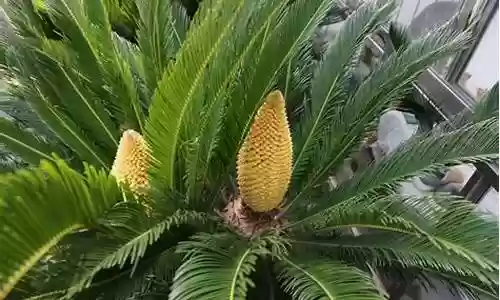 铁树开花阵容怎么搭配