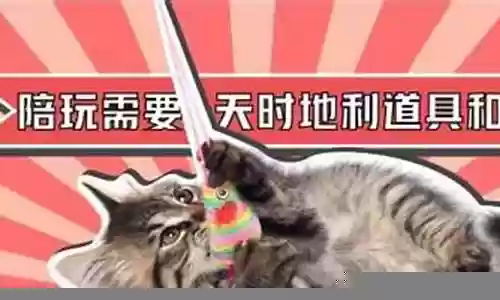 逗猫神奇推荐阵容搭配