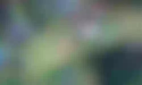 李华搭配的阵容是什么