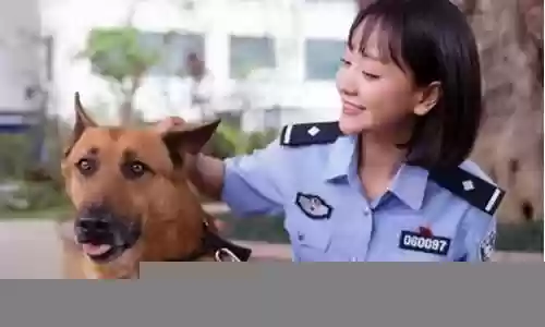 警花与警犬阵容搭配表