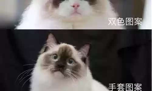 布偶猫的阵容搭配图