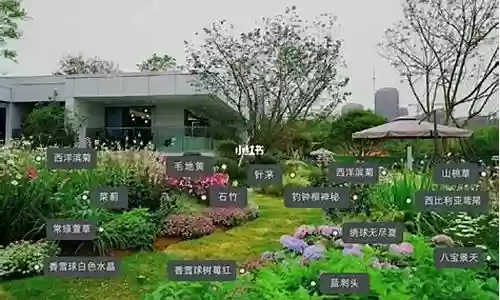 豪华植物阵容搭配图