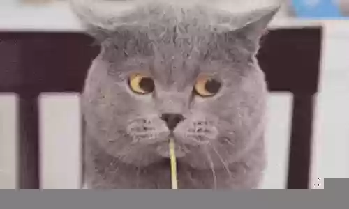 戏精猫最佳搭配阵容