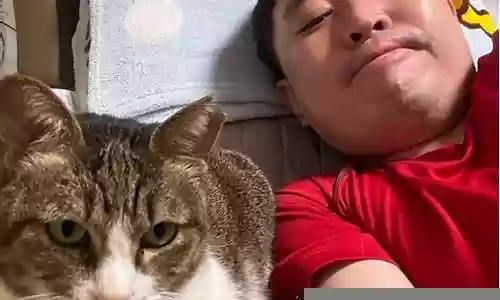 猫虎pk防守阵容搭配