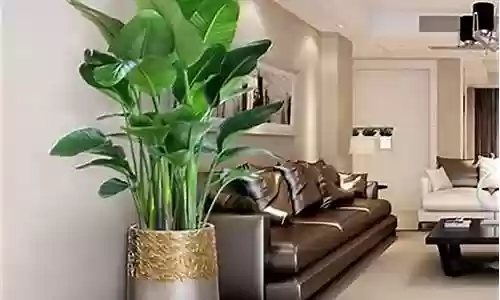 客厅绿植风水阵容搭配插图