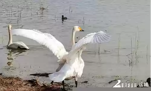 精灵启程阵容插图